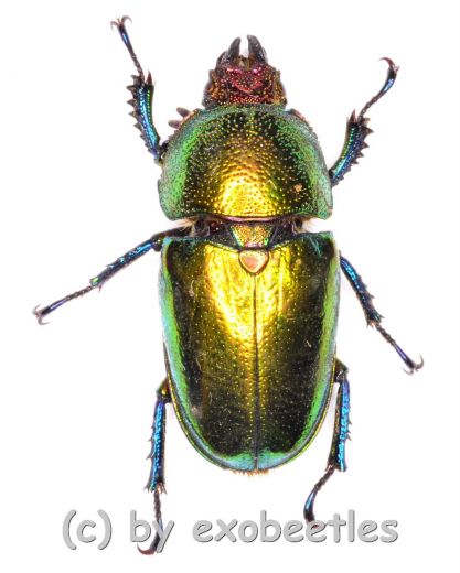 Lamprima adolphinae ( 20 – 24 )