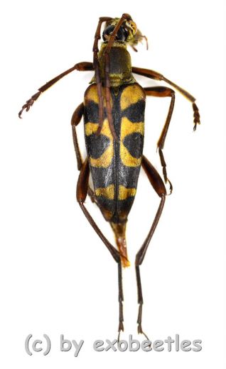 Leptura aurosericans ( 20 - 24 ) A2