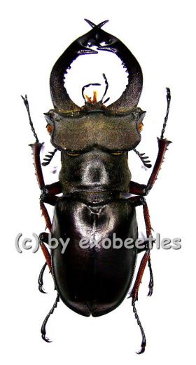 Lucanus fairmairei ( 50 - 54 )