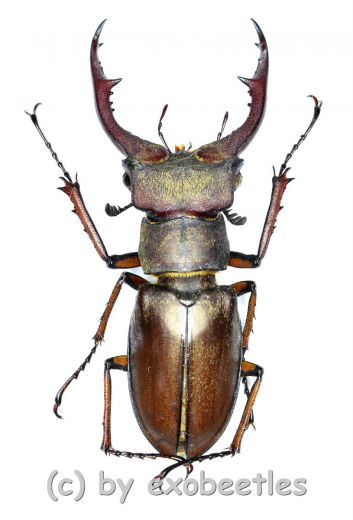 Lucanus formosus ( syno. L.cyclommatoides ) ( 35 – 39 )