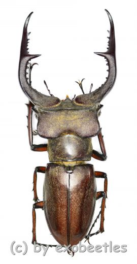 Lucanus formosus ( syno. L.cyclommatoides ) ( 45 – 49 ) A2