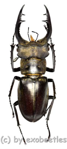 Lucanus jeanvoinei ( 45 – 49 )