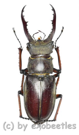 Lucanus kraatzi giangae ( 35 - 39 )