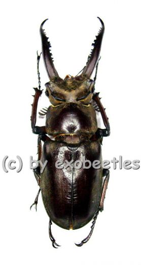 Lucanus laminifer laminifer ( 50 – 54 )