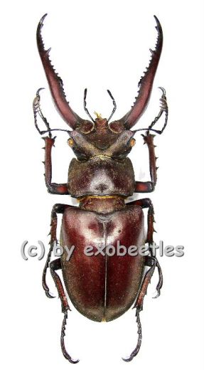 Lucanus laminifer vitalisi ( 45 – 49 )