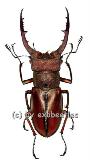 Lucanus luci ( 45 – 49 )