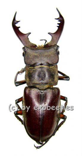 Lucanus maculifemoratus dybowskyi ( 45 - 49 )