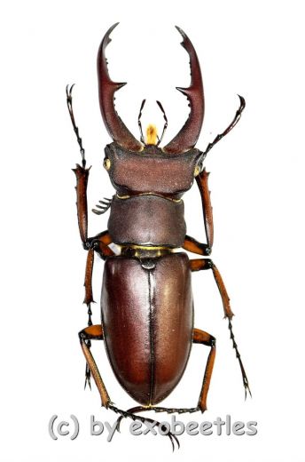 Lucanus marazziorum ( 35 – 39 ) A2