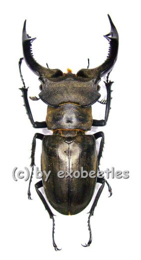 Lucanus nobilis ( 50 – 59 ) A1-