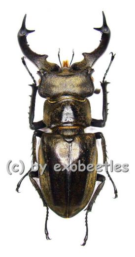 Lucanus sericeus sericeus ( 50 – 54 )