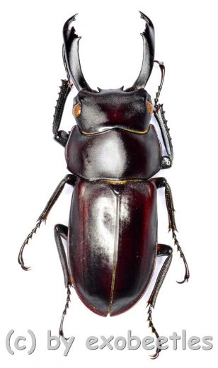 Macrodorcus ( Pogonodorcus ) bisignatus elsiledis ( 35 – 39 )