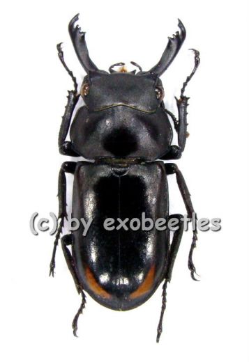 Macrodorcus bisignatus giselae ( 20 - 24 )