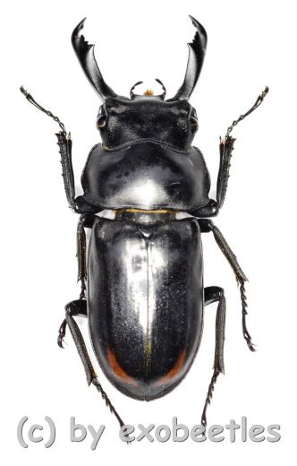 Macrodorcus ( Pogonodorcus ) bisignatus giselae ( 25 – 29 )