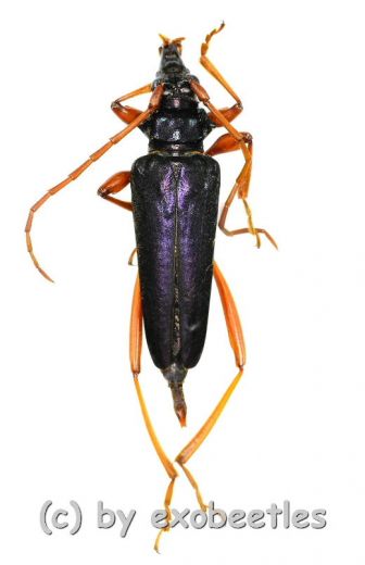 Mecosaspis atripennis ( 25 - 29 )