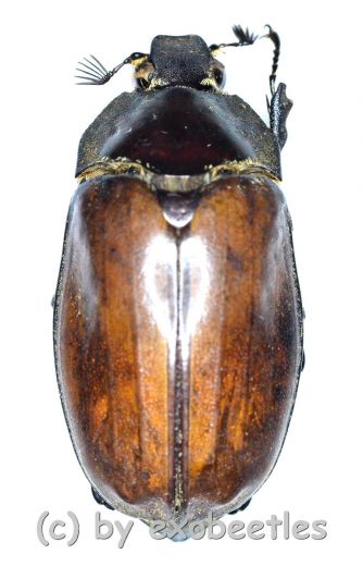 Melolonthidae spec. #16 ( 30 – 34 )