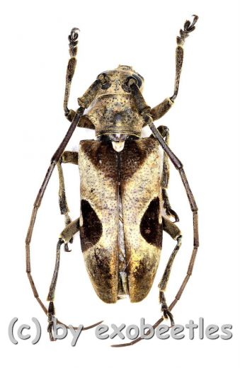 Monochamus thomasi thomasi ( 15 – 19 )