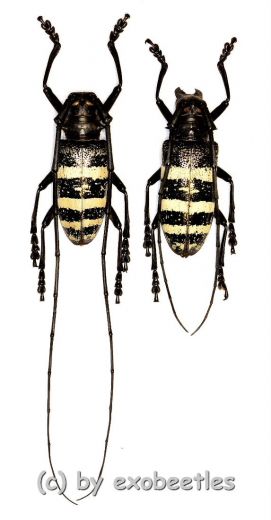 Nemophas trifasciatus ( M 35 – 39 )