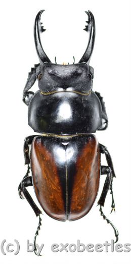 Neolucanus delicatus ( teledonte ) ( 45 - 49 )