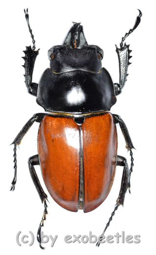 Neolucanus nitidus robustus ( 40 - 44 )