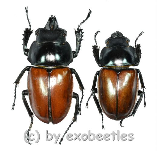 Neolucanus nitidus robustus ( M 45 - 49 )