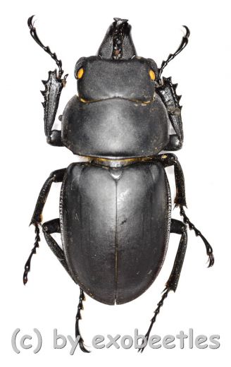 Neolucanus sinicus ssp.opacus ( 35 – 39 )