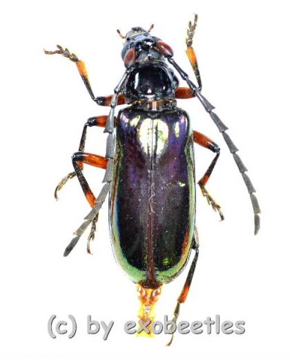 Neoplocaederus nitidipennis ( 25 – 29 ) A1-