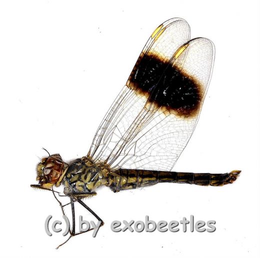 Odonata spec. #15