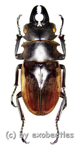 Odontolabis dalmanni dalmanni ( mesodonte ) ( 60 – 64 )