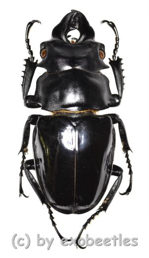 Odontolabis siva ( amphiodonte ) ( 70 – 74 )