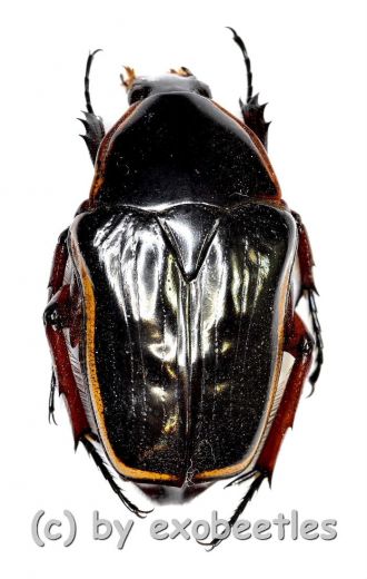 Pantolia flavomarginata ( 25 – 29 )