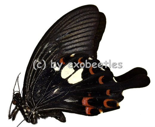 Papilio helenus A2