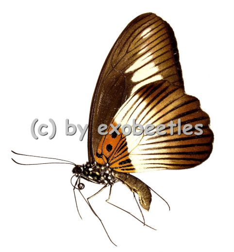 Papilio nobicea