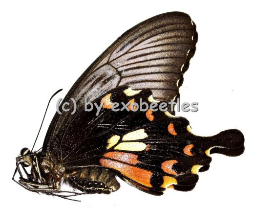 Papilio polytes romulus