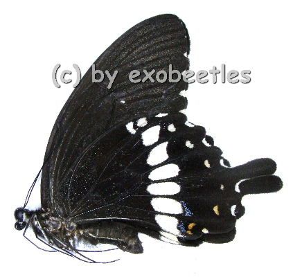 Papilio polytes romulus