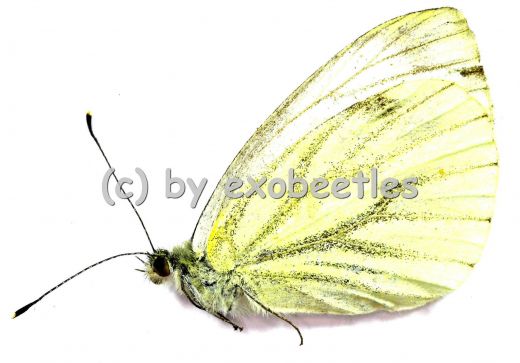 Pieris napi