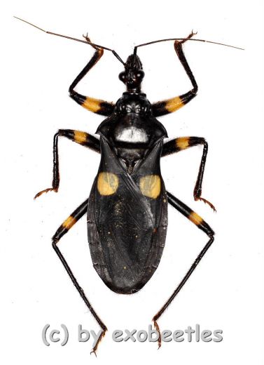 Platymeris biguttatus ( Reduviidae ) ( 35 – 39 )