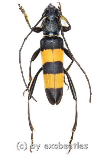 Polyzonus obtusus ( 20 – 29 )