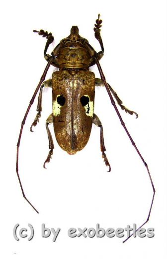 Prosopocera bipunctata ( 20 - 29 ) A2