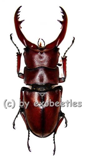 Prosopocoilus astacoides castaneus ( 45 - 59 ) A2