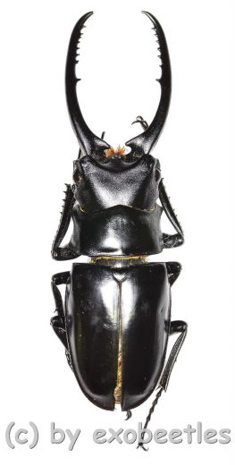 Prosopocoilus confucius ( 65 – 69 )