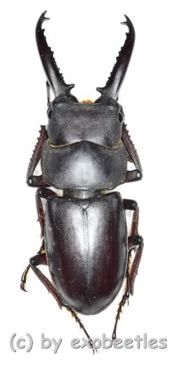 Prosopocoilus ( Prosopocoilus ) denticulatus ( 35 - 39 )