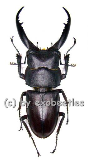 Prosopocoilus ( Epidorcus ) gracilis ( 30 – 34 )