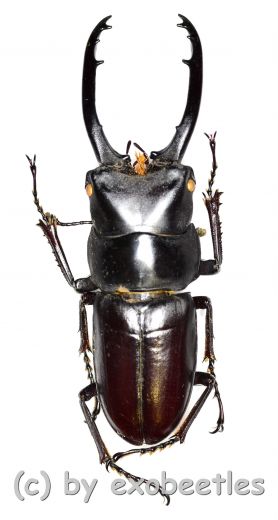 Prosopocoilus ( Prosopocoilus ) guerlachi ( amphiodonte ) ( 25 - 29 )