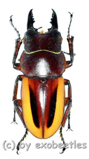 Prosopocoilus lateralis lorquinii ( amphiodonte ) ( 35 – 44 )