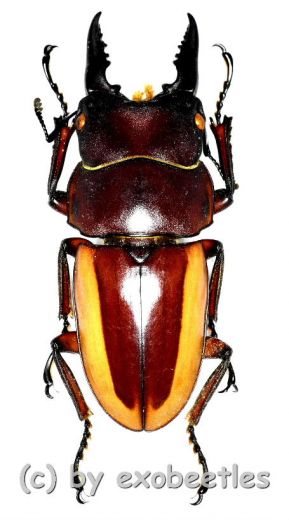 Prosopocoilus lateralis lorquinii ( mesodonte ) ( 40 – 44 )