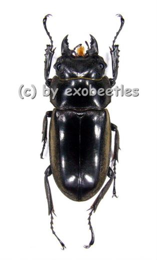 Prosopocoilus lumawigi ( 30 )