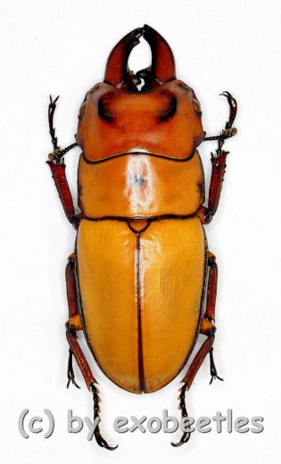 Prosopocoilus occipitalis occipitalis ( amphiodonte ) ( 30 – 34 )