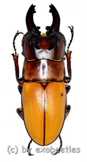 Prosopocoilus occipitalis occipitalis ( mesodonte ) ( 40 – 44 )