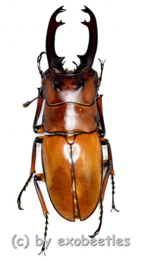 Prosopocoilus occipitalis occipitalis ( telodonte ) ( 35 – 39 )