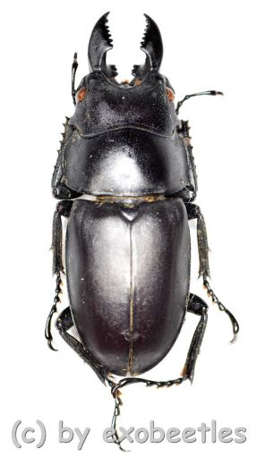 Prosopocoilus oweni ssp.ovatus ( 20 - 24 )